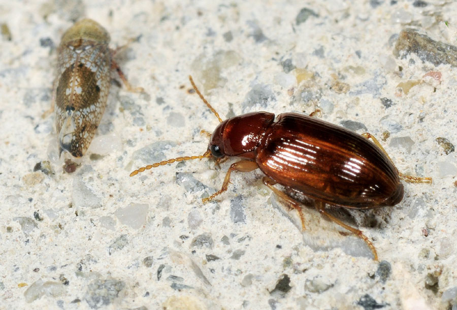 Carabidae:  Bradycellus verbasci